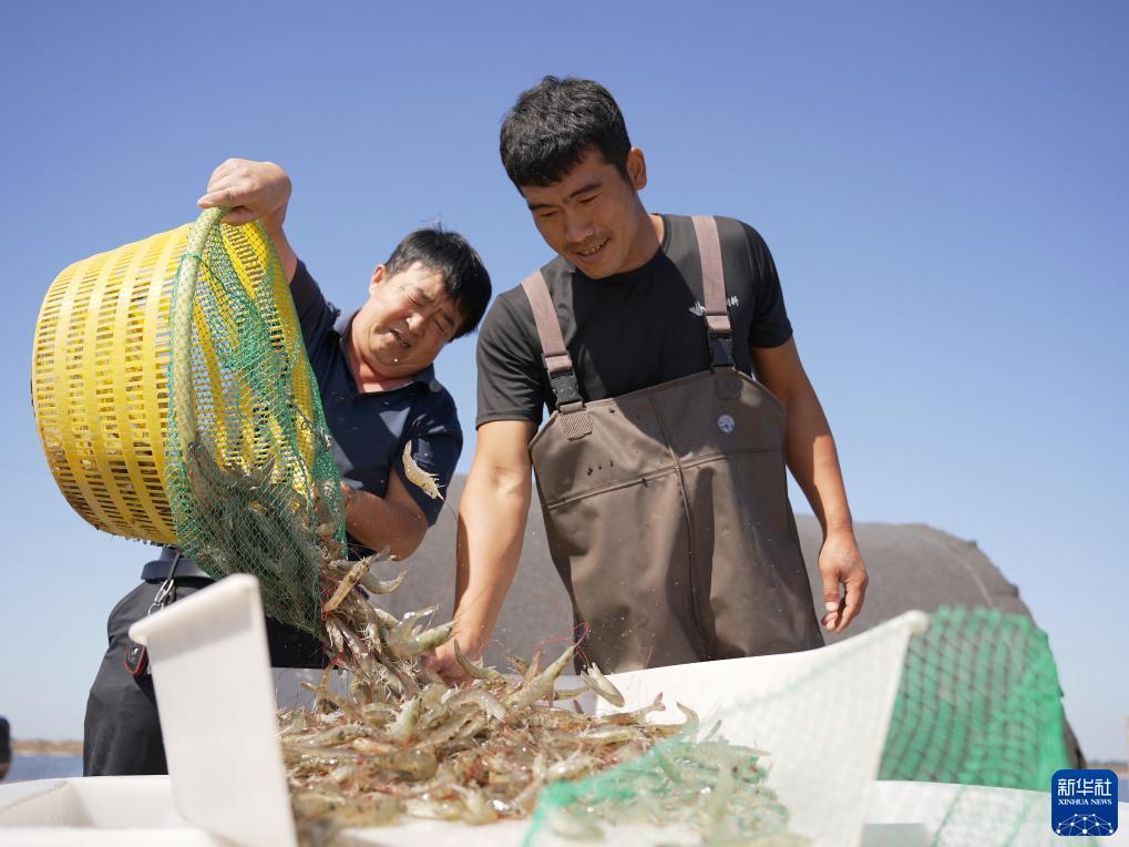 js金沙苹果下载